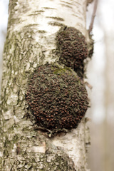 Neonectria