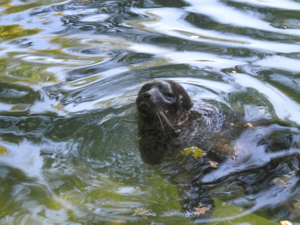 Baltic ringed seal