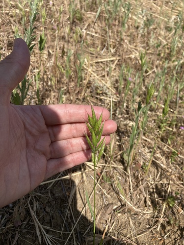 iNaturalist observation photo of Plants