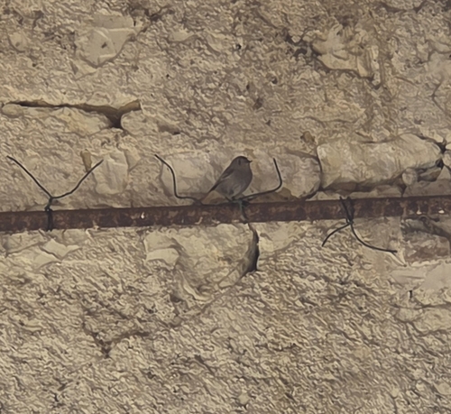 Spotted Flycatcher