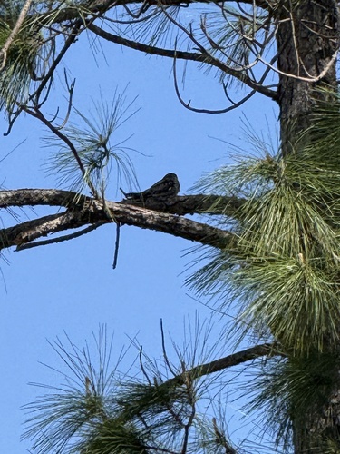 Common Nighthawk observed by eel_program