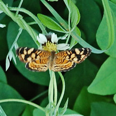 Anthanassa frisia