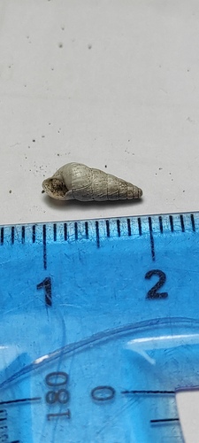 Cochlicella acuta