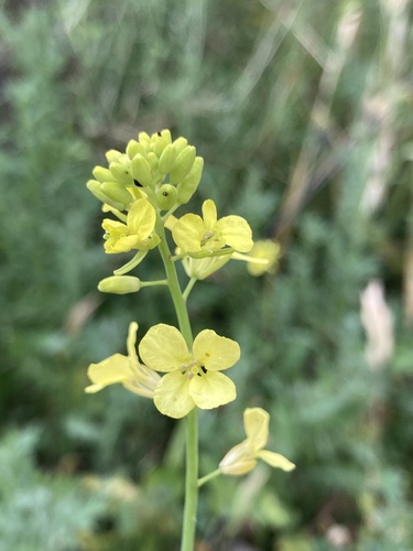 iNaturalist observation photo of mustard family