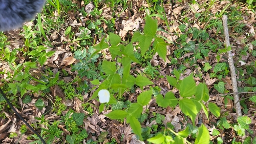 Jet Bead (Rhodotypos scandens)