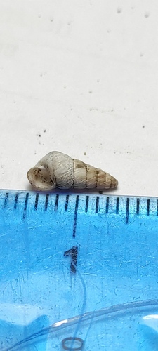 Cochlicella acuta