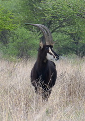 Hippotragus niger niger