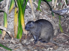 Capromys pilorides