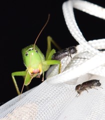 Amphicerus bicaudatus