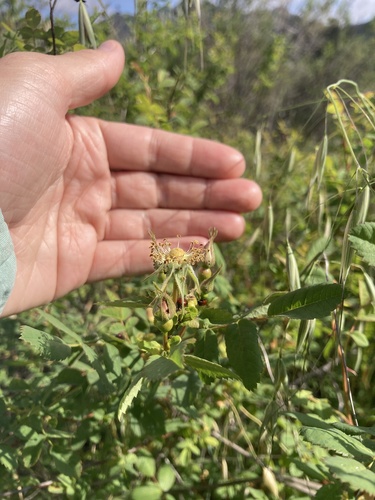iNaturalist observation photo of California Wild Rose