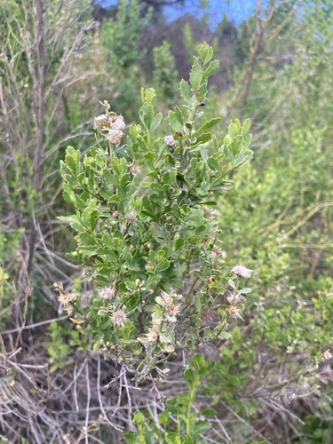 iNaturalist observation photo of coyote brush