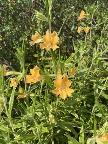 iNaturalist observation photo of southern bush monkeyflower