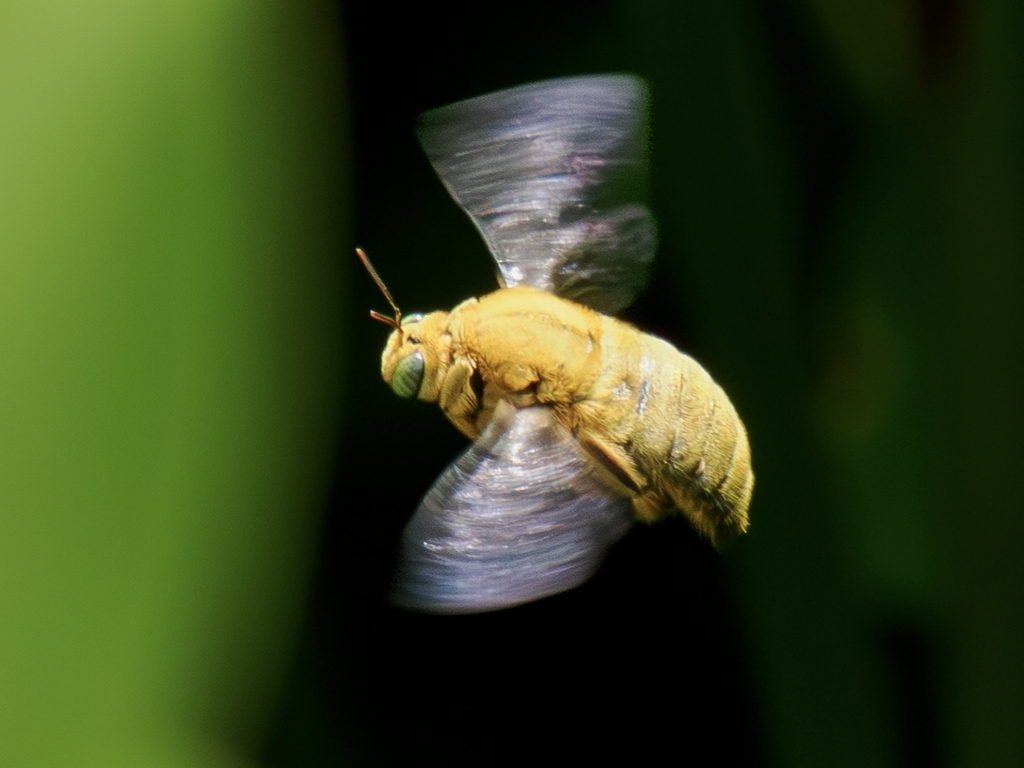 White-cheeked Carpenter