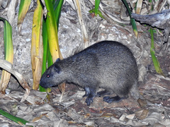 Capromys pilorides