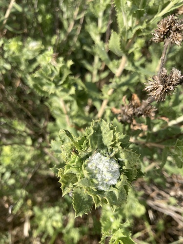 iNaturalist observation photo of saw-toothed goldenbush