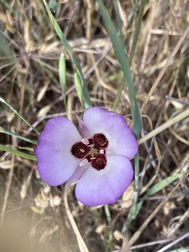 iNaturalist observation photo of Catalina mariposa lily