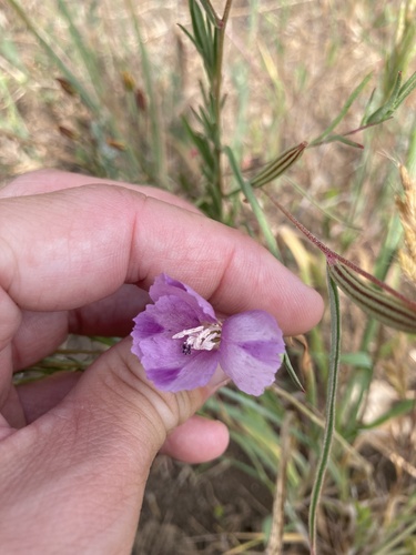 iNaturalist observation photo of Winecup Clarkia
