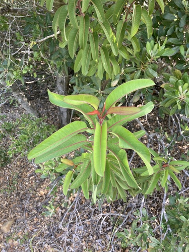 iNaturalist observation photo of laurel sumac