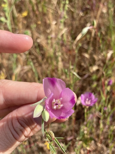 iNaturalist observation photo of Winecup Clarkia