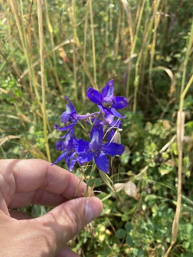 iNaturalist observation photo of larkspurs