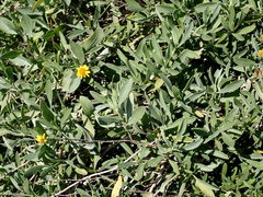 Borrichia frutescens image