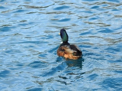 Anas platyrhynchos
