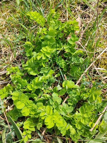 Licorice Milkvetch (Astragalus glycyphyllos)