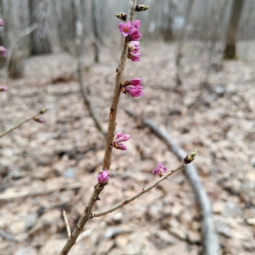 Mezereon (Daphne mezereum)