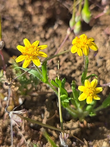 common goldfields (Lasthenia gracilis)