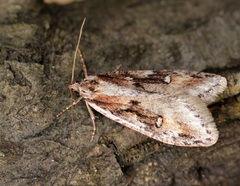 Semioscopis oculella