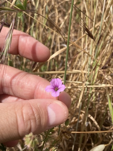 iNaturalist observation photo of Mediterranean Stork's-bill