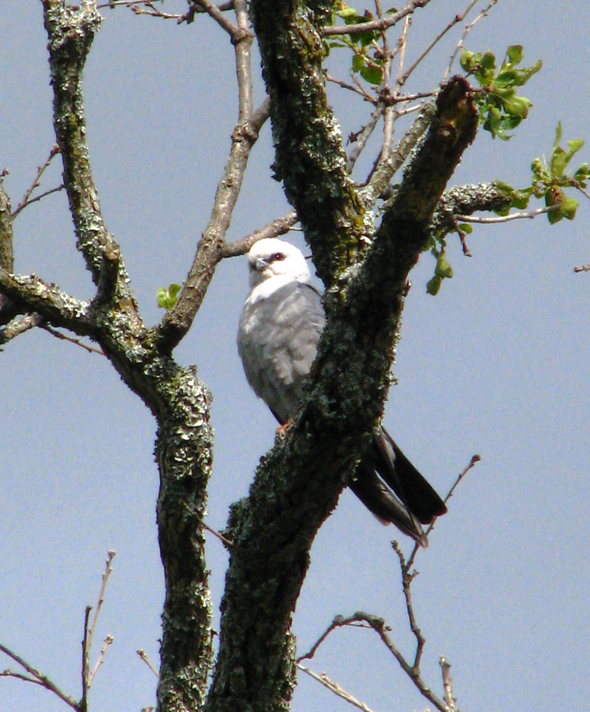 Mississippi Kite (Birds of Alabama) · iNaturalist