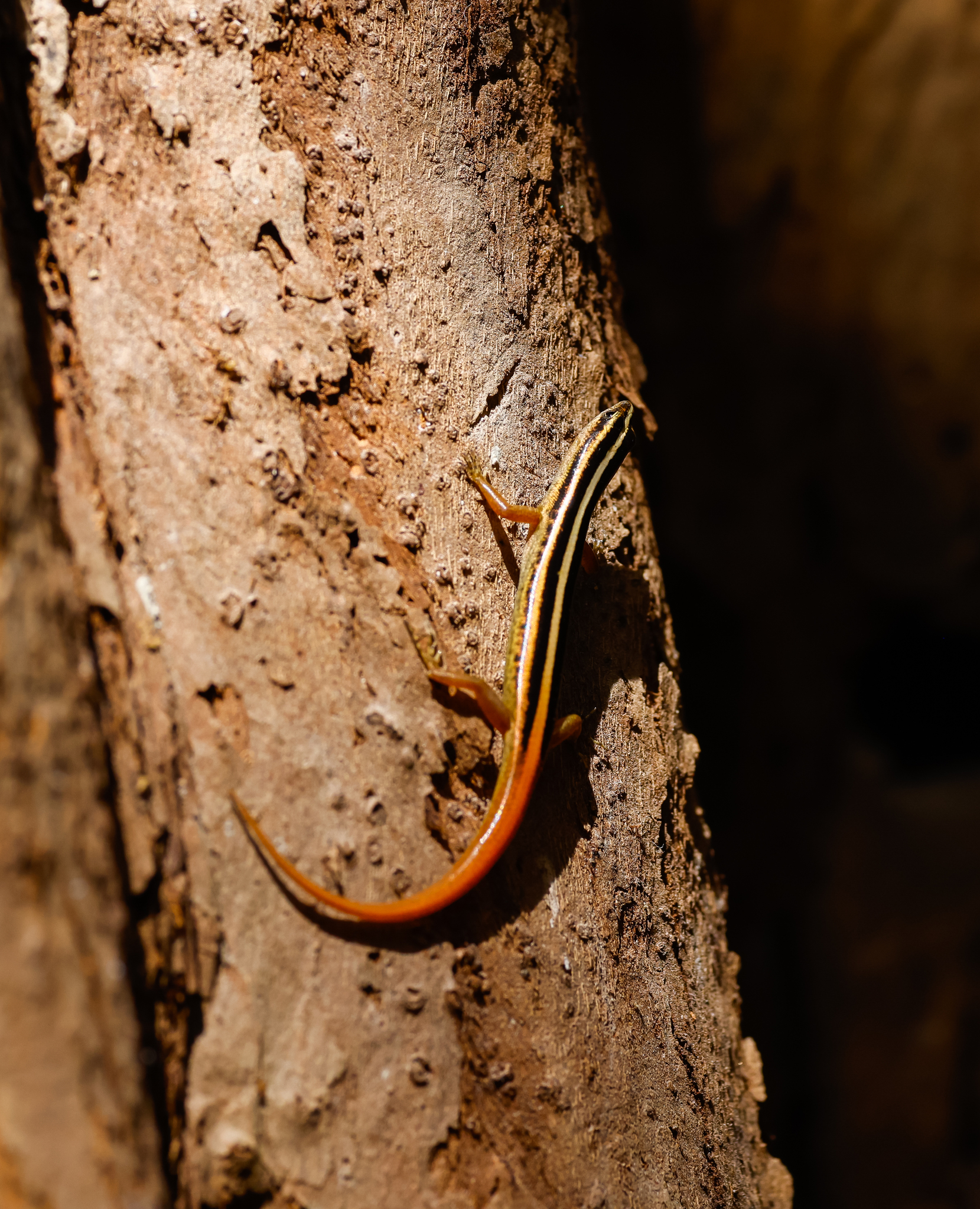 Banded Lipinia photo 5