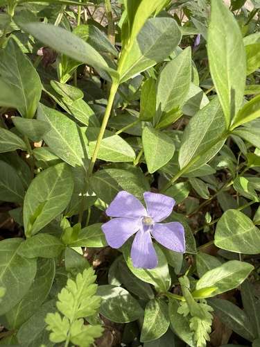 greater periwinkle (Vinca major)