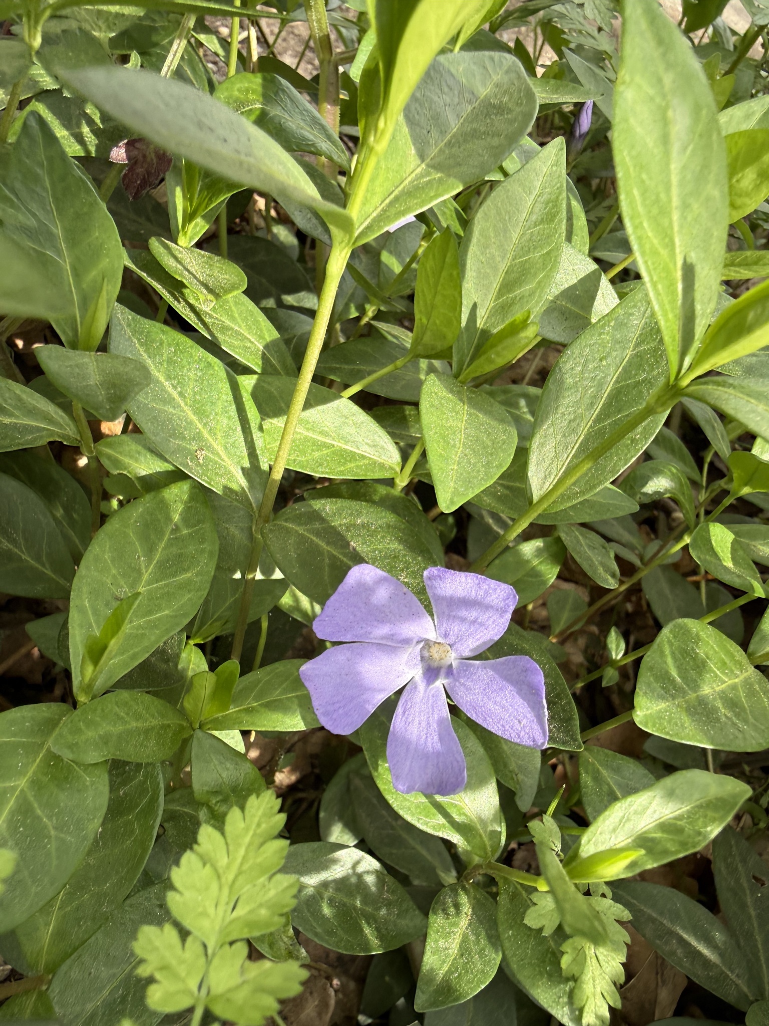 Greater Periwinkle (Vinca major)