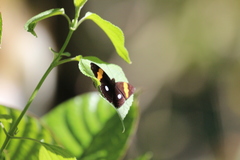 Adelpha leucophthalma