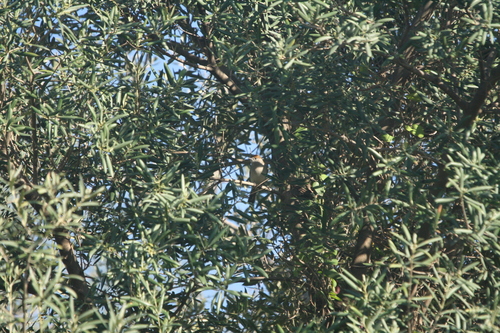 Avistamiento Curruca Capirotada
