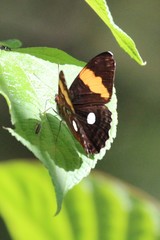 Adelpha leucophthalma