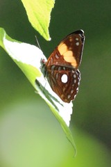 Adelpha leucophthalma