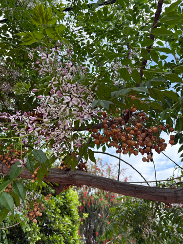 Chinaberry