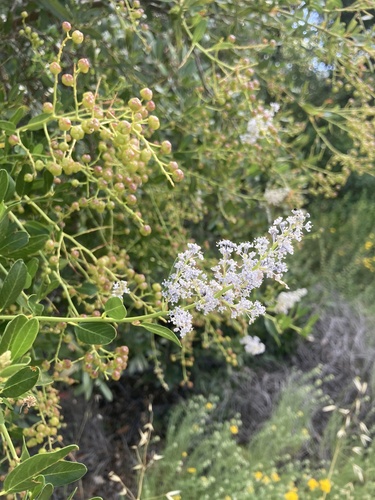 iNaturalist observation photo of greenbark ceanothus
