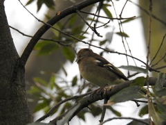Fringilla coelebs