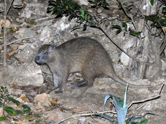Capromys pilorides