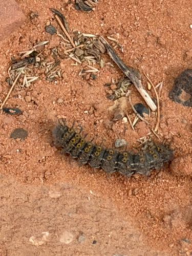 Hemileuca chinatiensis
