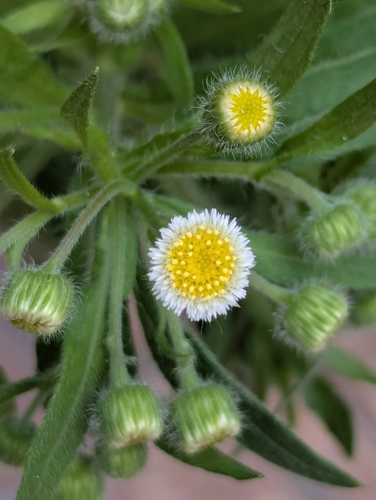 Erigeron laevigatus, 2026-04-10