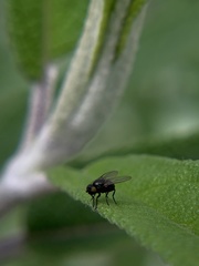 Diptera