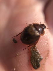 Sperchopsis tessellata
