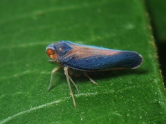 Omolicna