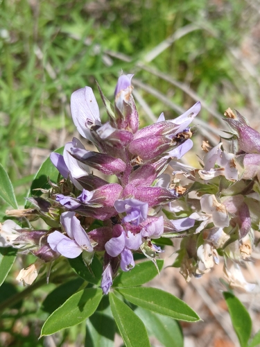 largebract Indian breadroot (Pediomelum cuspidatum)