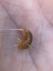 Synurella dentata